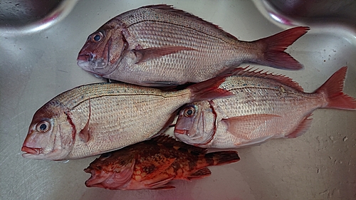 マダイの釣果