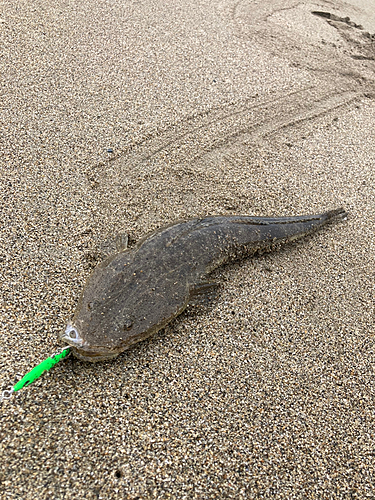 マゴチの釣果