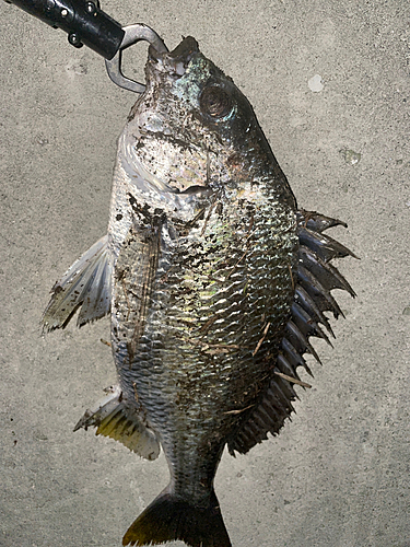 チヌの釣果