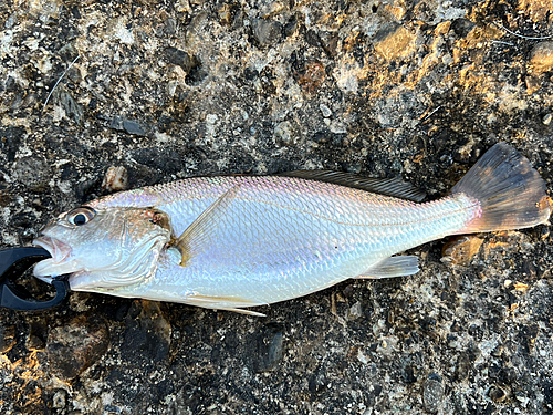 イシモチの釣果