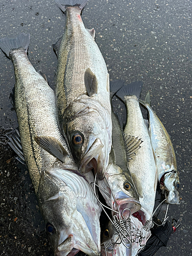 セイゴ（マルスズキ）の釣果