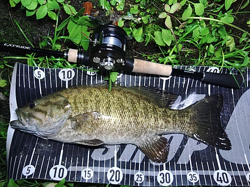 スモールマウスバスの釣果