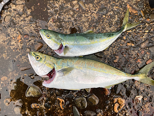 イナダの釣果