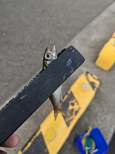 クロムツの釣果