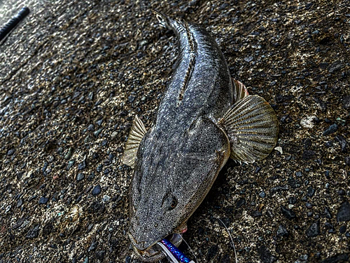 マゴチの釣果