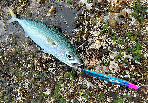 サバの釣果