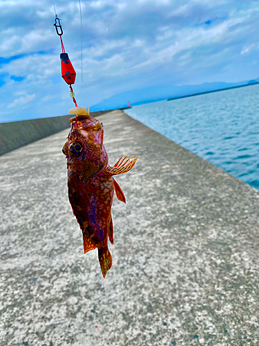 カサゴの釣果