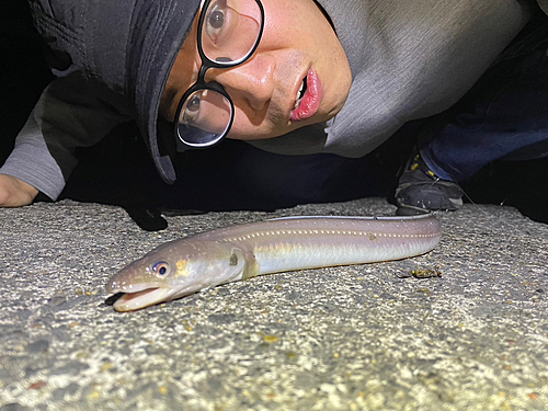 アナゴの釣果