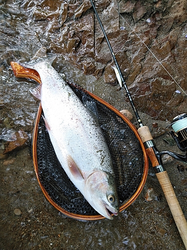 ニジマスの釣果