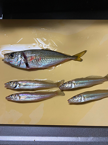 アジの釣果