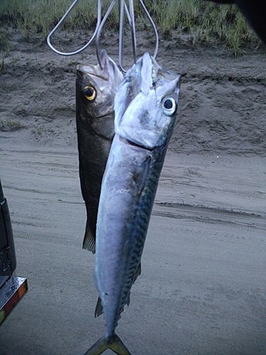 サバの釣果