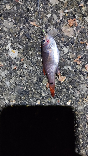 ネンブツダイの釣果