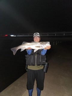 シーバスの釣果