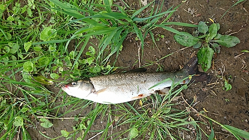 ウグイの釣果