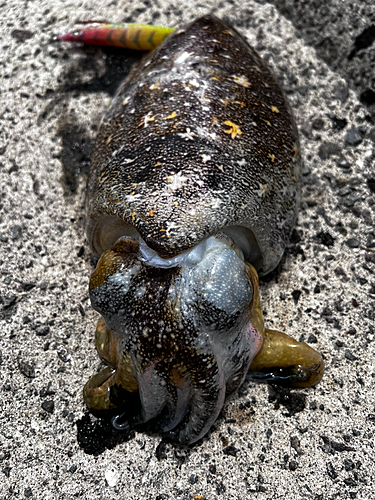 コウイカの釣果