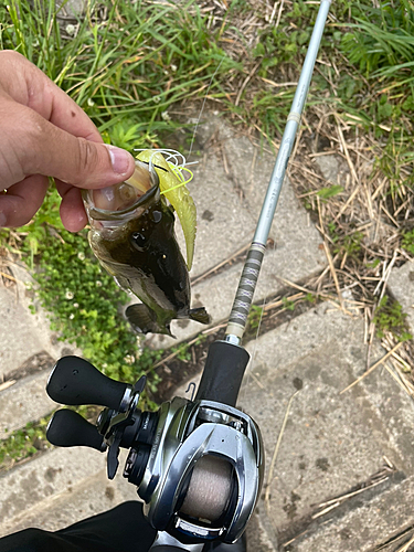 ブラックバスの釣果