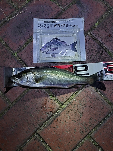 シーバスの釣果