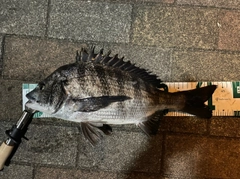 クロダイの釣果