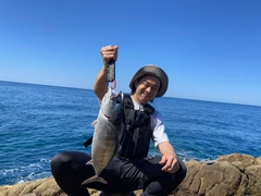 ハガツオの釣果