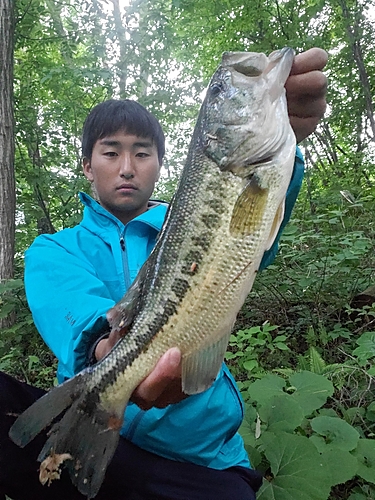 ブラックバスの釣果