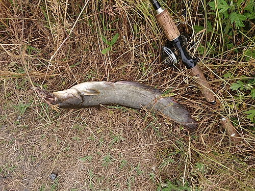 ナマズの釣果