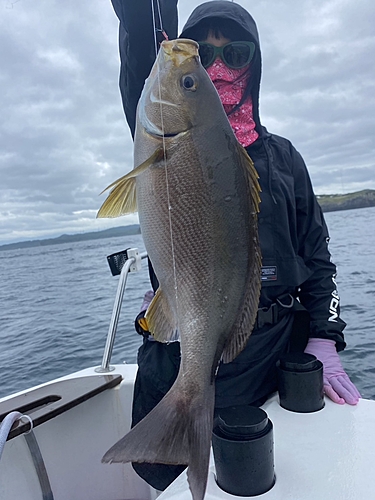 イサキの釣果