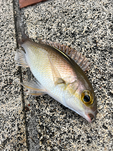 ハクセンタマガシラの釣果