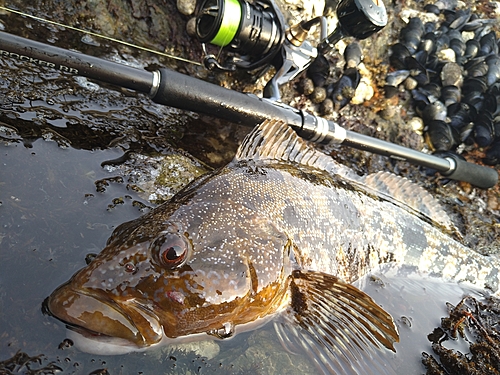 アイナメの釣果