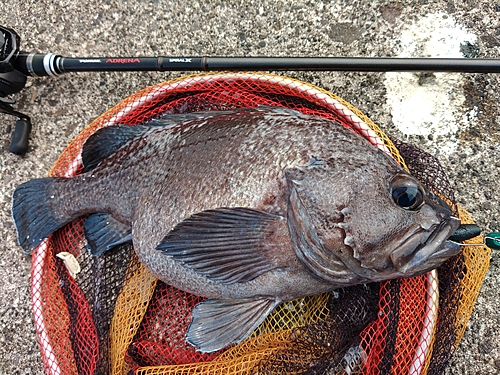 マゾイの釣果