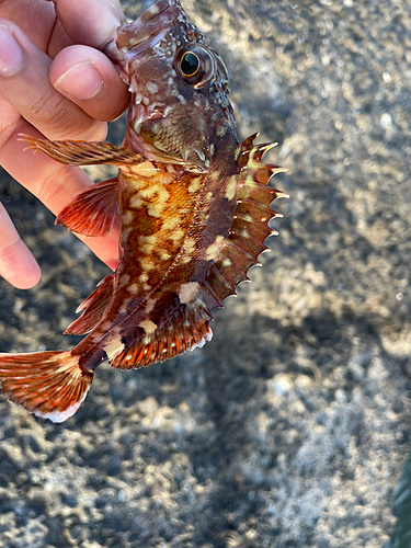 カサゴの釣果