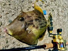 カワハギの釣果