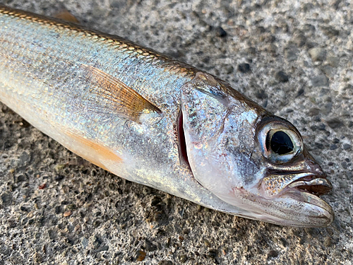 ムツの釣果