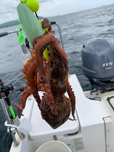 マダコの釣果