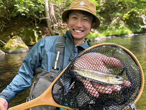 ヤマメの釣果