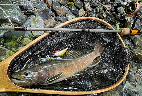 ヤマトイワナの釣果