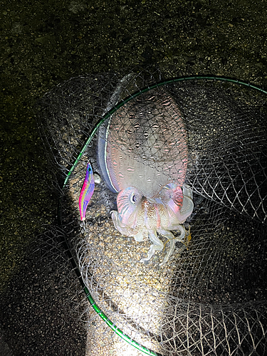 モンゴウイカの釣果