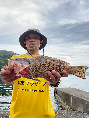 オオモンハタの釣果