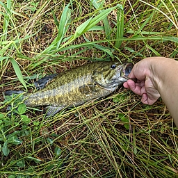 スモールマウスバス