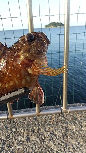 カサゴの釣果