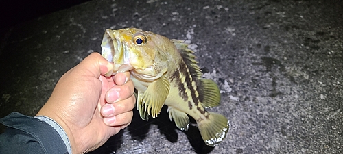 シマゾイの釣果