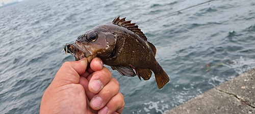 エゾメバルの釣果