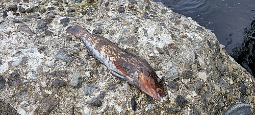 アブラコの釣果