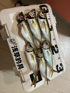 アジの釣果