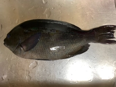 メジナの釣果