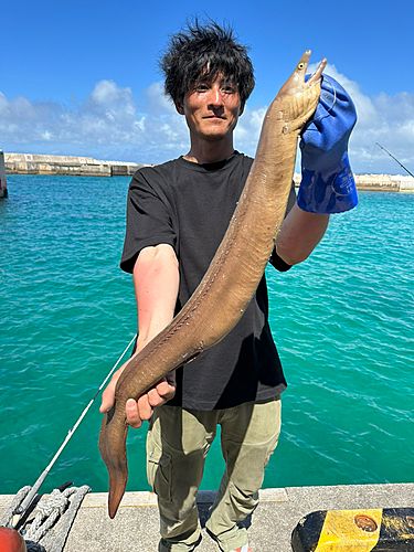 ウツボの釣果