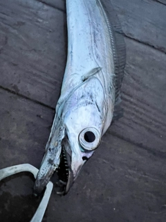 タチウオの釣果