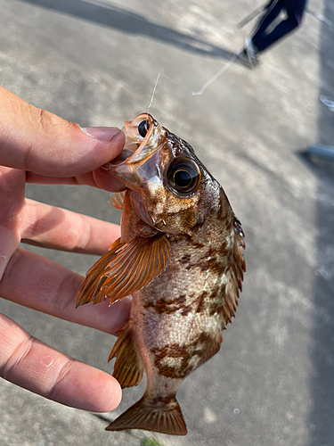 アカメバルの釣果