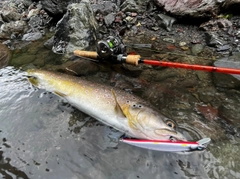 ブラウントラウトの釣果