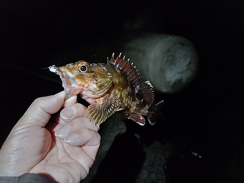 ガシラの釣果