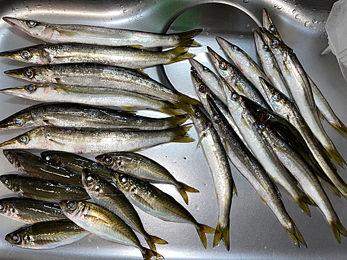 カマスの釣果